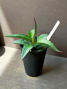 アガベ チタノタ ブルー　（たぶんピーコッキー）　多肉植物　Agave titanota