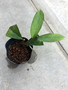 SALE! 超激レアプランツ　アリストロ　アルボレア　Aristlochia alborea