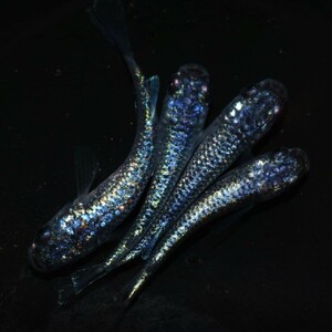 【雅めだか】ネプチューン　上物若魚2ペア　　現物出品　A1