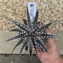 Dyckia goehringii TC x ‘White Whiskers’