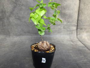 26　亀甲竜　Dioscorea elephantipes　アフリカ亀甲竜　3号ポリポット植え