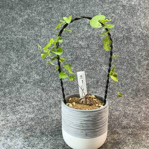 【鉢ごと発送】アフリカ型 亀甲竜 / Dioscorea elephantipes / 3号鉢 / 塊根・多肉植物【現品】 24-10-28-09