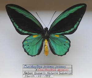 外国産蝶標本　貴重稀少―priamus♂×aesacus♀―これまでに存在しなかった色調のハイブリッド（種間雑種）を出品いたしました。