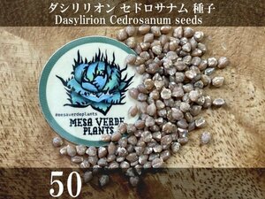 ダシリリオン セドロサナム 種子 50粒+α Dasylirion Cedrosanum 50 seeds+α 種