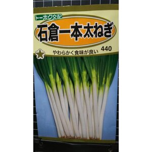 ３袋セット 石倉 一本 太 ねぎ フトネギ 葱 種 郵便は送料無料