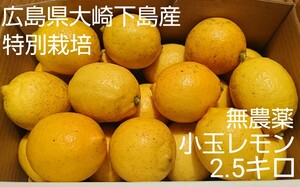 クール便【小玉】酸っぱいだけじゃない！甘味も感じる 農薬不使用レモン2.5キロ