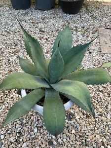 アガベ　パリー　チタノタ　Agave parryi