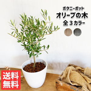 ★オリーブの木 選べる鉢カラー★ 庭木 鉢植え 中型 オリーブの木 通販 販売 玄関 テラス 新築祝い 花 ガーデン