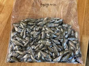 冷凍餌　フナ★約500g＋α★約200～300匹前後　冷凍エサ　餌　雑魚　鯉　稚魚★同梱可能