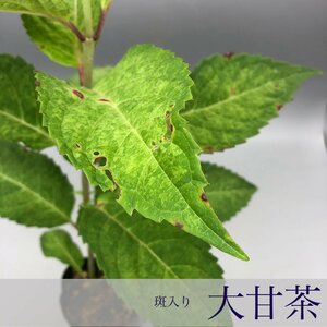 斑入り 大甘茶 / ヤマアジサイ/ 山アジサイ