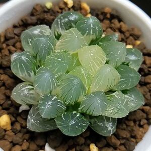 多肉植物　ハオルチア　ブルーレンズ錦　糊斑