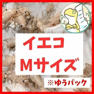 Mサイズ 【200匹+死着保証20% 】ゆうパック送料込み2 000円 イエコ　ヨーロッパイエコオロギ　送料無料　