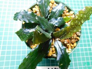 ◎1952TN15　 (自家栽培）水草　ブセファランドラ　Bucephalandra sp. Blue Diamond