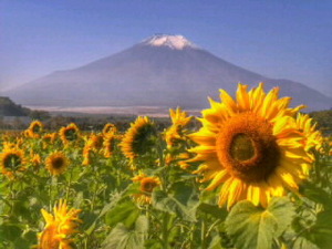 世界遺産 富士山15 写真 A4又は2L版 額付き