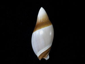 貝の標本 Ancilla albicallosa 55.5mm.Taiwan