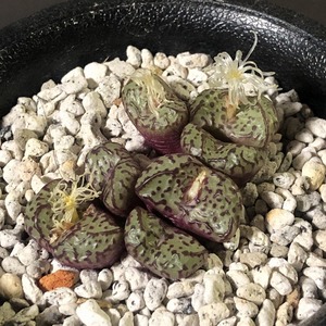 ランベルテンセ・コンスピシウム　lambertense v.conspicuum Gt Holbak　　 コノフィツム 　Conophytum 　多肉植物