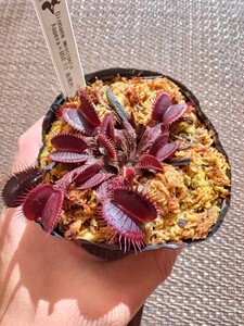 食虫植物 Dionaea muscipula Aspera×B52 F2 赤黒色 実生ハエトリソウ