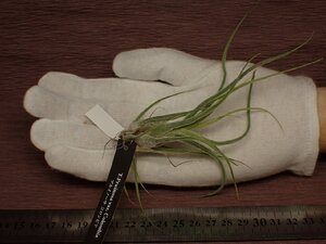 Tillandsia pruinosa Colombia チランジア・プルイノーサ コロンビア 491■エアプランツEP