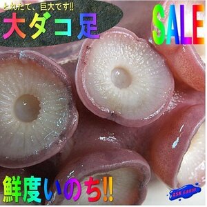 お刺身用、巨大「タコ足1本、2～2.5kg」とれたて、山陰境港産．．．特大・極太な 1本！！