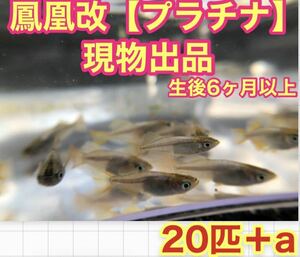 沖ちゃんメダカ【送料無料】メダカ　鳳凰改　ほうおう　プラチナ　ラメ ゴールド　ゴールデン　　稚魚　ヒカリ体型 20匹