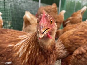 ボリスブラウン卵　8個　有精卵　食用　平飼い