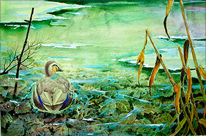 水彩画　生物細密画「薄氷の朝の鴨池」　真作