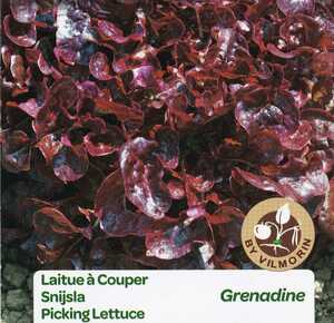 レタスの種子 50粒 Grenadine ワインレッドに色づくオークリーフレタス 赤系レタス ベビーリーフとしても！ 大きいフリル 固定種