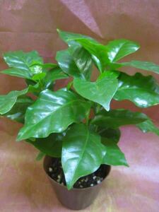 珈琲の木(アラビカコーヒー)鉢植え