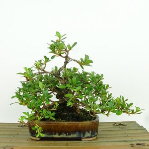 盆栽 皐月 大盃 樹高 約14cm さつき Rhododendron indicum サツキ ツツジ科 常緑樹 観賞用 小品 現品