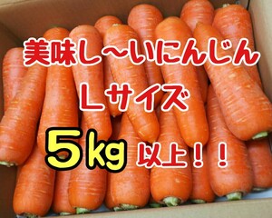 美味しいにんじん！Ｌサイズ！５㎏以上！