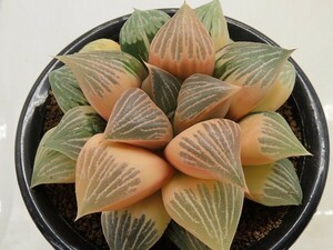 ■[W091]Old Symbol　オールドシンボル　ヤマト運輸 【多肉植物　Haworthia　ハオルチア　ハオルシア】