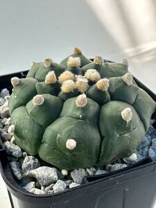 astrophytum asterias cv. kikko nudum アストロフィツム 大疣亀甲瑠璃兜 実生 