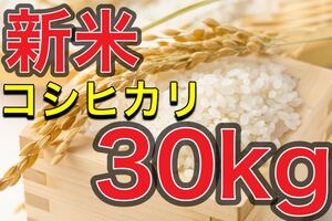 山口県産 米 コシヒカリ 30kg 玄米 送料無料　令和6年度産