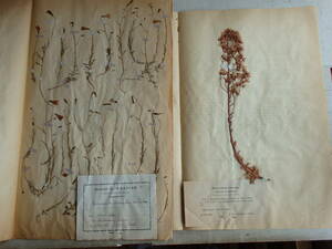 フランスアンティーク 2枚セット 植物標本 19世紀 押し花 紙もの ボタニカル ドライフラワー デコ 蚤の市 1886年