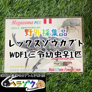 [25年ぶりの野外採集品]レックスゾウカブト三令幼虫メス♀1匹　管理番号23-47（旧アクティオンゾウカブト、アクテオンゾウカブト）