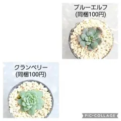 ゆきんこ様 リクエスト 2点 まとめ商品