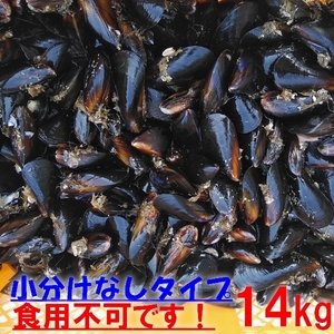 送料無料！釣り餌に★ムラサキイガイ★冷凍発送１４ｋｇ★イガイ カラス貝 ムール貝 釣りエサ クロダイ 黒鯛 石鯛 コブダイ カワハギ★