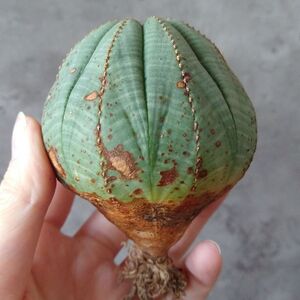 【B6860】★超巨大7.5cm株！！【SS級！極上特選大株！！】ユーフォルビア オベサ Euphorbia obesa ( 検索 アガベ 多肉植物 )