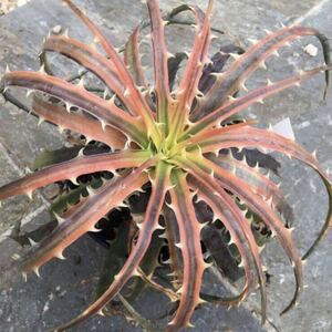 Dyckia Samed Rtp （Andaman） ディッキア アンダマン