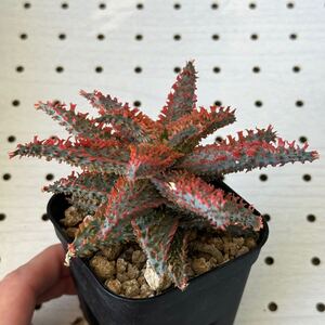 アロエ 実生 ハイブリッド 多肉植物 Aloe hybrid 144