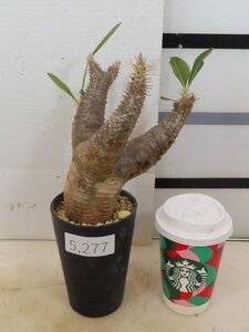 5277 「塊根植物」パキポディウム エニグマティクム 植え【発根・Pachypodium enigmaticum・多肉植物】