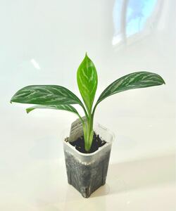 希少アロイド植物 人気のアグラオネマ ニティドゥム カーティシー aglaonema nitidum curtisii モンステラ