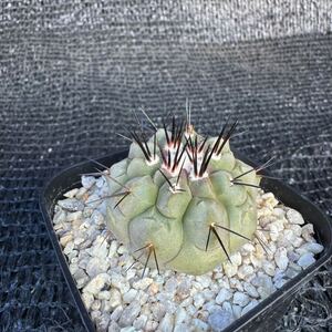 Copiapoa sp 実生（黒王丸×カルデナラ）×黒王丸（cinerea×calderana）×Copiapoa cinerea 