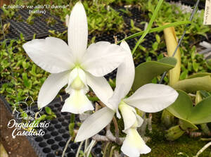 C. nobilior f. alba ‘El duende’ NT