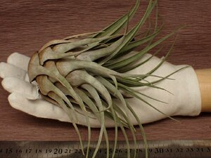 Tillandsia chontalensis チランジア・チョンタレンシス 613■エアプランツEP