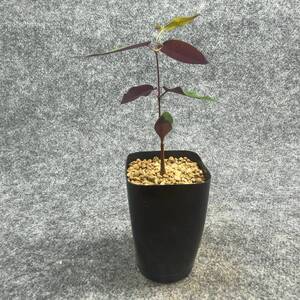 【鉢ごと発送】ペトペンチア ナタレンシス / Petopentia natalensis /【実生】/ 2号鉢 / 【現品】24-7-23-33