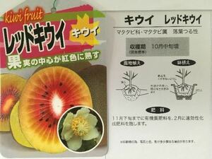 果実の中心が紅色に熟す レッドキウイフルーツ 雌雄苗木