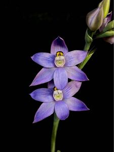 送料無料　テリミトラ　交配種　Thelymitra ×dentata × glaucophylla Striped 球根　山野草　洋ラン　開花サイズ　球根ラン　球根蘭