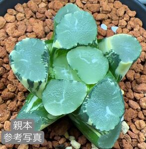 85 ハオルチア 多肉植物　初霜万象錦　自家繁殖