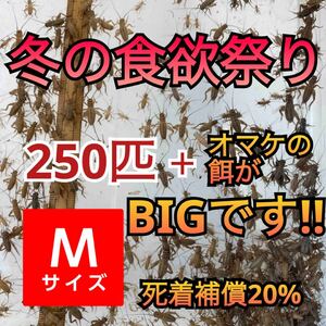 250匹＋死着補償20% 冬の食欲祭りヨーロッパイエコオロギMサイズ　送料無料